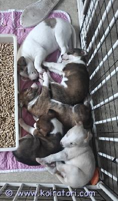 myydään bordercollie-australianpaimenkoira-whippet-mix www.koiratori.com-ilmoitus 22.10.2025 syntyneet (2 tyttöä ja 3 poikaa) bordercollie-australianpaimenkoira-whippet mix pennut vailla omaa ihmistään, vielä poikia muutama vapaana. Pentujen luovutus on aikaisintaan 7 viikkoisena, 10.12.2025. Aikuisena noin 15-20kg kokoisia. Kaikilla pennuilla on pohjavillallinen lyhyt karva. Pennut soveltuvat hyvin koti- ja harrastuskoiriksi.Pennut lähtevät uusiin koteihin:- bio sensor ohjelman läpikäyneinä- sirutettuina ja ruvin rekisteriin rekisteröityinä- suositusten mukaisesti madotettuina (2, 4 ja 6 viikkoisina)- laadukkaalla nappulalla sekä raakalihalla ruokittuina- pentutarkastettuina ja silmäpeilattuina- mahdollisimman hyvin sosialistettuinaPennun rokotus jää uudelle omistajalle. Pennut ovat itä-vantaalla. Pentujen mukaan tulee kaikki pennun paperit sekä pieni pentupakkaus jossa on mm. Muutama lelu, tuttua ruokaa, nameja jne. Kodilta toivotaan kiinnostusta terveystutkimuksiin (virallinen luustokuvaus 1v - 5v välillä, luustokuvauksesta saa 200e ostohinnasta takaisin), halukkuutta olla kasvattajaan yhteyksissä myynnin jälkeen sekä osaamista kouluttaa koira. Kiinnostus kaikesta harrastamisesta katsotaan plussaksi. Pennut ja emä nähtävissä ja pentuja ja emää on tultava katsomaan luokseni ainakin kerran ennen luovutusta.emä (bordercollie-australianpaimenkoira-whippet mix) tutkittu virallisesti tuloksin:lonkat: b/bkyynärät: 0/0selkä: ltv0, va0, sp0 (puhdas)olat: terve/tervesilmät tutkittu pentuna terveiksi, ei peilattu aikuisena uudestaan.emä on geenitestattu ja on kaikista paimenkoirille tyypillisistä sairauksista geneettisesti vapaa (cea / hsf4 / pra / mdr1 / dm / huu), emä on noin 50cm ja 20kg. Ei allergioita tai herkkää vatsaa. Emä on harrastanut aikaisemmin agilitya, nykyisin noseworkkia, ei kisaa, harrastellaan omaksi iloksi. Luonteelta emä on avoin, iloinen ja erittäin helppo.isä (whippet) on tutkittu virallisesti tuloksin:lonkat: b/bkyynärät: 0/0selkä: ltv0, va0 (puhdas)sydän: oksilmät: muu vähämerkityksellinen kaihi (ei vaikuta koiran jalostuskäyttöön), lisää vähämerkityksellisestä kaihist kennelliiton sivulta: https://www.kennelliitto.fi/kasvatus-ja-terveys/koiran-terveys/koiran-terveystutkimukset/silmapeilaus-tarkka-tutkimusisä on noin 15kg. Kotikoira. Ei allergioita tai herkkää vatsaa. Luonteelta avoin ja iloinen, ulkomaantuonti.pentujen suku ja suvun sairaudet muutamia koiria lukuun ottamatta on todella hyvin tiedossa, vastaan mielelläni kaikkiin pentuetta ja pentueen vanhempia koskeviin kysymyksiin.1500e/pentu, 200e palautuu virallisia lonkka-, kyynär- ja selkäkuvauksia vastaan (2-5v ikäisenä), viralliset kuvat vaativat omistajalta koiran rekkaamista kennelliiton fix rekisteriin.kyselyt VIESTILLÄ whatsappiin numeroon 0449725311/nina, kerrothan ensimmäisessä viestissä kattavasti siitä millaiseen perheeseen pentu olisi tulossa! - EI SOITTOJA! -