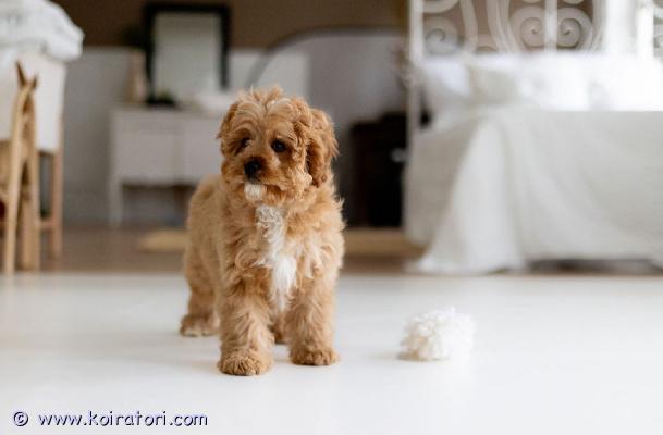 MYYDääN cavapoo www.koiratori.com-ilmoitus Meillä on vapaana vielä kolme ihanaa tyttöpentua: yksi black  tan -värinen ja kaksi beigeä.pennut ovat luovutusiässä 11. Joulukuuta.luovutushetkellä pennut ovat:	•	useasti madotettuja	•	rokotettuja	•	mikrosirutettuja	•	jokaisella on oma eu-lemmikkipassipennut ovat iloisia, leikkisiä ja tottuneet elämään lasten kanssa. Haluamme heille kodit perheisiin, joissa on lapsia, jotta heidän arkinen rutiininsa voi jatkua mahdollisimman luontevasti.pentujen vanhemmat ovat molemmat terveitä, hyväluonteisia ja rakastettuja perheenjäseniä.ilmoituksen kuvassa näkyy edellisen pentueen pentu.uudesta pentueesta saa tuoreita kuvia ja videoita whatsappin kautta.ota rohkeasti yhteyttä whatsappin kautta +37254664 888 puhun suomea.luovutus helsingissä on mahdollinen sopimuksen mukaan.