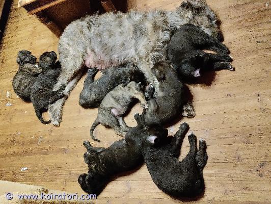 myydään irlanninsusikoira www.koiratori.com-ilmoitus Haaveissa kuninkaiden koira? 6.10 syntyneet narttupennut etsivät omia vastuullisia koteja. Molemmat vanhemmat ovat puhtaita terveitä ja tervepäipäisiä, paperillisia koiria, (isä suomen muotovalio) mutta koska pentue ei ollut suunniteltu, niitä ei rekisteröidä kennelliittoon. Pennut luovutetaan ell.tarkastamina, sirutettuina, ja säällisesti madotettuina ja laadulla ruokittuina, 10 viikkoisina 14.12 alkaen. Kauppakirja tehdään. Pennut ovat kasvaneet vapaana ihmisten, toisten koirien ja kissojen kanssa perhe-elämää kokien. Ovat rohkeita ja sosiaalisia. Pentujen kasvattajalla on vankka 50 vuotinen kokemus koirista (koirakorjaaja) ja sen tuen ja tavoitettavuudeen  saa pennun matkaan koko koiran elämäksi. Pennut sijaitsevat lahden itäreunalla nastolassa ja laumaamme saa tulla katsomaan. Vastaan mieluusti kysymyksiin ja kuulen kodistasi ja elämänasenteestasi puhelimessa 0400215893 /kati 