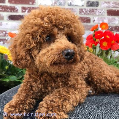 myydään villakoiran www.koiratori.com-ilmoitus Kauniita kääpiövillakoiran pentuja valmiina ikuisiin koteihin.meillä on ilo ilmoittaa upeasta kääpiövillakoiran pentueestamme.näitä upeita pentuja kasvatetaan rakkaudella perhekodissamme, huolenpidon, huomion ja arjen ympäröiminä.pennun tiedot:• ihana poika ja tyttö• upea suklaanruskea turkki• pennut lähtevät madotettuina, eläinlääkärin tarkastamina, terveystarkastettuina, rokotettuina, kirppuja poistavina ja mikrosirulla varustettuina.meille on erittäin tärkeää, että nämä pennut päätyvät rakastaviin ja sitoutuneisiin koteihin.joten jos olet kiinnostunut, ota yhteyttä.