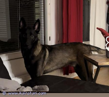 myydään malinois www.koiratori.com-ilmoitus etsin uutta, osaavaa kotia 1-vuotiaalle malinois-urokselle. Koira on kiltti, sosiaalinen, tulee toimeen muiden koirien ja lasten kanssa. Perustottelevaisuus hallussa.haasteina eroahdistusta ja hihnassa vetämistä, joten uudelta kodilta vaaditaan aikaa, osaamista ja halua työskennellä koiran kanssa. Ikänsä puolesta erittäin kehityskelpoinen ja oppivainen.paras koti olisi omakotitalossa, jossa riittävästi tilaa ja aktiivinen arki. Haluan löytää pysyvän ja vastuullisen kodin, jossa koira saa tarvitsemansa liikunnan, koulutuksen ja huolenpidon. Pitää olla kokemusta aktiivisista roduista!lisätiedot ja yhteydenotot yksityisviestillä. Uusi koti valitaan tarkoin.
