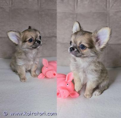 MYYDääN chihuahua www.koiratori.com-ilmoitus Pitkäkarvainen chihuahuan poikapentu etsii rakastavaa kotia. 2,5 kk. Harvinainen väri: vaaleanlila ja sininen.sosiaalinen, reipas ja ihmisrakas pikkuinen. On tottunut lapsiin ja sopisi hyvin rakastavaan kotiin lemmikiksi, kaveriksi ja kotikoiraksi. Molemmat vanhemmat ovat sosiaalisia, terveitä ja hyväluonteisia kotikoiria. Pentu luovutetaan asianmukaisesti rokotettuna, madotettuna ja sirutettuna. Mukaan tulee pentupaketti, ohjeita pennun hoidosta, rokotusohjeita ja sopimus pennun kaupasta. lisätietoja voi saada sähköpostitse /puhelimitse. ei osamaksulla.