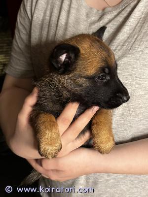 myydään malikka www.koiratori.com-ilmoitus Malinois pentue.15.10. 6 narttua 3 urosta luovutus 1.12 alkaen 7 viikosta alkaen.pennut elävät lapsiperheen arjen keskellä olohuoneessa tottuen kodin ja elämisen ääniin. Pennut ovat ennen luovutus ikä totutettu uusin asioihin sekä sosiaalistettu saavat laadukasta ruokaa sekä huomiota paljon.....narttuja jäljellä 2 jotka etsii omaa kotia ovat erittäin sosiaalisia ja avoimia pentujaennen uuteen kotiin muuttoa pennut ovat-madotettu 4 ×-sirutettu-rekisteröity rv-eläinlääkäri tarkastettuna josta saa todistuksensekä emä että isä ovat terveitä ja tervepäisiä ovat kummatkin hyväluontoisia ja lapsiperheen koiria ei allergoita