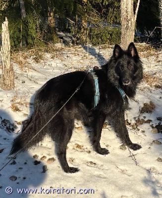 myydään belgianpaimenkoira www.koiratori.com-ilmoitus belgianpaimenkoiran 3v gronttu nartulle etsitään kotia ainoana koirana eli ei muita koiria. Osaa perusasiat ja on luonteeltaan kiltti eikä ei tee tuhoja yksinollessa. Helppo vapaana pidettävä. Vahtiviettiä löytyy ja vahtii omaa reviiriään. Syö raakaruokaa ja kuivaruokaa ja on hyvä vatsainen. Madotukset ja rokotukset ajantasalla ja tutkittu terveeksi. Matkustaa autossa hyvin. Tottunut meillä kouluikäisiin lapsiin. Kerrothan millaisen kodin olisit valmis tarjoomaan tytölle ja mihin tarkoitukseen etsit koiraa. Ei jalostukseen. Koira asustaa tällä hetkellä lahdessa jonne sitä voi sovitusti tulla katsomaan. 