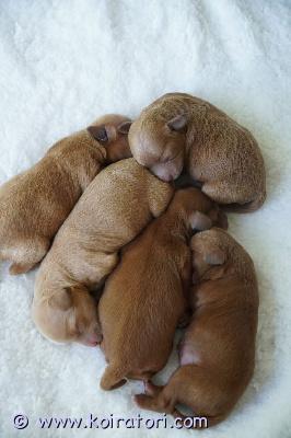 myydään maltipoo www.koiratori.com-ilmoitus Maltipoo-pennut – valmiina uusiin koteihin alkaen 15.12.2025!olemme iloisia voidessamme ilmoittaa, että ihanat maltipoo-pennumme ovat valmiita liittymään ikuisiksi ystäviksi uusiin koteihinsa alkaen 15.12.2025. Nämä suloiset pennut ovat 8 viikkoa vanhoja luovutushetkellä, joten ne ovat terveitä, hyvin sosiaalistettuja ja valmiita uuteen elämään perheissään.pennuista:rotu: maltipoo (f1b)saatavilla olevat pennut: 5 (2 pentua on jo varattu)syntymäpäivä: 20.10.2025valmiina uusiin koteihin: alkaen 15.12.2025maltipoo-pennut ovat täydellinen valinta perheille, jotka etsivät hypoallergeenista, ystävällistä ja älykästä koiraa. Pienten kokonsa ja vähäisen karvanlähtönsä vuoksi ne sopivat erinomaisesti allergikoille. Etsitpä sitten leikkisää ystävää tai rentoa halipussia, nämä pennut tuovat iloa kotiisi.miksi valita meidän pennut?eettinen kasvatus: meillä on sitoutuminen eettisiin kasvatuskäytäntöihin, ja huolehdimme siitä, että pentumme kasvavat rakastavassa perheympäristössä, jossa terveys ja hyvinvointi ovat aina etusijalla.terveystarkastukset: pennut kasvattavien vanhempien terveydentila tarkastetaan erikoislääkäreillä, mukaan lukien perinnöllisten sairauksien testaus, ja tarjoamme terveystodistukset vanhemmista.sosiaalistaminen: pennut kasvavat perheessä, jossa ne altistuvat erilaisille ääni- ja ympäristösignaaleille, mikä varmistaa, että ne ovat hyvin sopeutuneita ja valmiita uuteen elämään.rokotus ja sirutus: kaikki pennut rokotetaan ja sirutetaan ennen luovutusta uusille omistajille.pentupaketti: pennun mukana tulee täydellinen pentupaketti, joka sisältää tärkeitä tietoja huollosta ja koulutuksesta.mitä saat:sähköinen sopimus (allekirjoitetaan bankid:llä varauksen yhteydessä)4x madotuksen käsittelytensimmäinen rokotusterveystodistus (terveyskortti)sirutuspentupaketti, joka sisältää tärkeitä tarvikkeita ja hoito-ohjeitaterveystodistukset vanhemmilta (mukaan lukien silmä-, patella- ja geneettiset terveystestit)lisätietoja:rodun tiedot: maltipoot eivät irtoa karvoja tai irtoavat vain vähän, joten ne ovat ihanteellisia allergikoille. Säännöllinen turkinhoito on tärkeää, erityisesti jos haluat pidemmän turkin.luonne: maltipoot ovat rakastavia, leikkisiä ja älykkäitä. Ne tekevät erinomaisia kumppaneita kaikenikäisille ihmisille.koulutus ja sosiaalistaminen: suosittelemme pentukoulutusta, jotta uusi pentusi kehittyy hyvin sosiaalistettuna ja hyvin käyttäytyvänä koirana.ota yhteyttä:jos olet kiinnostunut adoptoimaan yhden maltipoo-pennuistamme, ota yhteyttä pian. Meillä on jo 2 varausta, ja vain muutama pentu on vielä saatavilla. Vastaamme mielellämme kaikkiin kysymyksiisi pennuista tai adoptioprosessista.ota yhteyttä vain, jos olet vakavissasi tarjoamassa rakastavaa, ikuista kotia yhdelle pennuistamme.odottelemme innolla yhteydenottoasi!lämpimin terveisin,