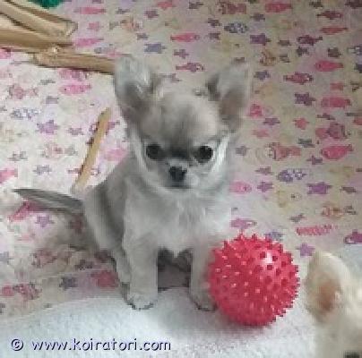 MYYDääN chihuahua www.koiratori.com-ilmoitus Chihuahua, tyttö, syntynyt 24.08.2025, pitkäkarvainen, kaunis ja iloinen. Saatavilla rakkaaksi lemmikiksi perheeseen. Sukutaulu, eurooppapassi, mikrosiru, rokotukset ja madotukset.toimitus helsinkiin on mahdollinen .p.358449703263lisätietoja: kitanakitana1234@bk.ru