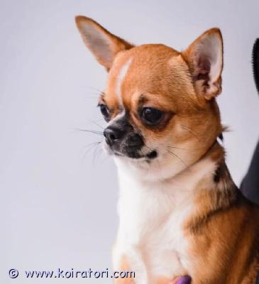 myydään chihuahua www.koiratori.com-ilmoitus Myydään aikuinen chihuahua, lyhyet hiukset, ikä 3,5 vuotta. Koira, jolla on hyvä luonne. Vakiokoko. Voi elää hyvin muiden eläinten kanssa. Koiralla on mikrosiru, kaikki rokotukset ja eurooppalainen eläinpassi. Koira on rekisteröity viron kennelrekisteriin fci. Kuvia ja videoita pyynnöstä. Myydään perhesyistä  .kallis!!  koira voidaan toimittaa helsingin satamaan.+37256874675