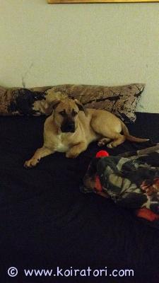 myydään monirotuinen www.koiratori.com-ilmoitus 4.6.25 suomessa syntynyt narttu mix.cane corso/labradorin noutaja mix. Erittäin ihmisrakas, rakastaa lapsia, tulee hyvin toimeen toisten koirien kanssa, osaa perus käskyt, perso herkuille joten helppo kouluttaa. Kaikki ruokainen.sirutettu ja eläinlääkärin tarkistama, rokotettu sekä madotettu useaan kertaan. etsitään hyvä ja osaava loppuelämän koti.