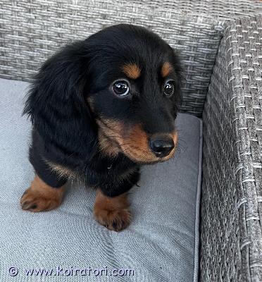 myydään kääpiömäyräkoira www.koiratori.com-ilmoitus Pitkäkarvaisia kääpiömäyräkoiran pentuja. Seurallisia ja leikkisiä .tyttö ja poika. syntyneet suomessa 17.09.2025 ja luovutus 12.11.2025 alkaen. sirutettu, el. Lääkärin tarkastamia, säännollisesti madotettuja.ei rekisteröity suomen kennelliittoon.ei osamaksua.hinta 1600e