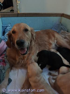 myydään kultainennoutaja/ labradoodlemix www.koiratori.com-ilmoitus Vielä varattavissa kaksi uros- ja yksi narttupentu 17.11 2025 syntyneestä mix- pentueesta. Emo on kultainennoutaja ja isä labradoodle (labradorinnoutaja ja villakoiran mix).  molemmat vanhemmat ovat terveitä ja rakkaudella hoidettuja perhekoiria. pennut madotetaan 2, 4, 6 ja 8 viikon ikäisenä ja eläinlääkärin tarkistus ja sirutus tehdään ennen luovutusta. Luovutus 12.1.2026 alkaen, kun pennut ovat 8 viikon ikäisiä. varausmaksu 10% kauppahinnasta, joka vähennetään koiranpennun hinnasta. Jos kauppa peruuntuu, varausmaksu jää myyjälle.Pennut saavat mukaansa hoito-ohjeet ruokinnasta, aloituspakkauksen tutusta ruoasta, ja pienen huovan jossa tuttu emon tuoksu.