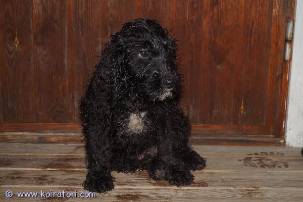 myydään Labradoodlepennut www.koiratori.com-ilmoitus Kaksi 16.9.2025 syntynyttä urospentua yhä vailla koteja! Pennut ovat valmiita uusiin koteihin sopivien kotien löydyttyä. Eläinlääkärin tarkastamat, mikrosirutetut, useaan kertaan madotetut ja rekisteröidyt reippaat pojat odottavat vielä parhaiden kotien löytymistä! Tottuneet lapsiin ja toisiin koiriin, ovat myös jo sisäsiistejä, joten tästä on helppo lähteä jatkamaan. Vanhemmat terveitä, ei allergioita eikä herkkyyksiä. Pennut kaikkiruokaisia ja oikein leikkisiä. Kasvatustoimintamme on yritysmuotoista, joten turvanasi on kuluttajansuoja. Lisäksi ostamalla koiran meiltä tuet kotimaista yrittäjyyttä ja kannat kortesi kekoon senkin osalta, että verot tulevat maksetuksi. Tutustu ensin kotisivuihimme ja tule sitten tutustumaan pentuihin! Myös pentujen isä ja emänisä on meillä nähtävillä, nämä ovat jo toisen polven kasvattejamme. Varausmaksu 300e, mutta koska pennut ovat jo luovutusiässä, voit myös tulla suoraan tutustumaan sillä ajatuksella, että pentu lähtee mukaasi =) Huom! pennut kulkeutuvat Helsingin suuntaan tarvittaessa tässä joulukuun aikana parillakin eri kerralla, joten sinun ei välttämättä tarvitse päästä Alavudelle vaan voimme tuoda pennun ainakin lähemmäs.