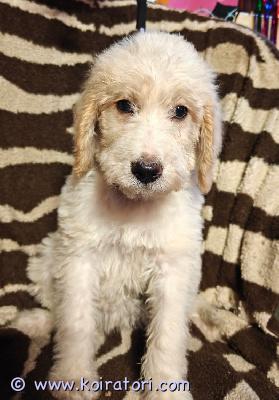 myydään sekarotuinen www.koiratori.com-ilmoitus Sekarotiset pennut vailla kotia.pentujen emä noutajamix ja isä villakoiramix.vapaana molempia sukupuolia.osalla pitkä kihara turkki osalla sileä puolipitkäkarvainen turkki.pennut ovat reippaita ja iloisia soveltuvat seurakoiriksi ovat tavanneet myös lapsia.käyneet eläinlääkärin tarkastuksessa ja sirutettu ,kaksi pentua edullisemmin (napatyrä ja toisella pieni knikki hännässä eli häntämutka jonka voi löytää vain tunnustelemalla)ei valitettavasti osamaksumahdollisuutta.