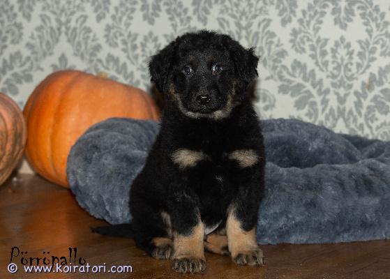 myydään sekarotuinen www.koiratori.com-ilmoitus Pörröpallon turvakodissa on tällä hetkellä useita ihania pikkupentuja, joista jokainen kaipaa huolehtivaa ja rakastavaa kotia.pennut ovat noin 3 kuukauden ikäisiä ja täynnä elämäniloa, uteliaisuutta ja hellyyttä. Ne viihtyvät sylissä, nauttivat rapsutuksista ja kaipaavat läheisyyttä.turvakodin tehtävänä on huolehtia siitä, että jokainen pentu saa mahdollisuuden onnelliseen tulevaisuuteen. Haluamme löytää heille turvallisia ja sitoutuneita koteja, joissa niistä pidetään huolta koko elämän ajan.jos haluat kuulla lisää pennuista tai turvakodin toiminnasta, voit olla yhteydessä meihin:porropallot@gmail.comwww.porropallo.fiwhatsapp: 040 634 7470