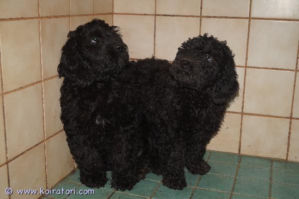 myydään Kiharakarvapennut www.koiratori.com-ilmoitus Luovutusvalmiit villakoiramix-pojat valmiita hyviin koteihin! Eläinlääkärin tarkastamat ja terveet pennut, on mikrosirutettu ja rekisteröity myös. Etsitään hyviä koteja pojille, voivat muuttaa 13.12.2025 alkaen. Kasvavat noin 15-kiloisiksi. Suomessa syntyneet!