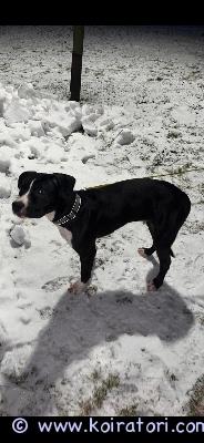 myydään pitbull www.koiratori.com-ilmoitus Myynti-ilmoitus – 28.5.2025 syntyneet 2 narttupentuamyynnissä kaksi ihanaa pitbull/american bully pocket narttupentu?, syntyneet 28.5.2025. Molemmat ovat terveitä, sirutettuja, rokotettuja ja pentutarkastettuja. Pennut ovat kasvaneet rakastavassa kodissa, tottuneet lapsiin ja saaneet paljon sylittelyä, huomiota ja arjen totuttelua.täplä – vilkas, suloinen ja leikkisä sydäntensulattajatäplä onerittäin suloinen ja ystävällinenvilkas, leikkisä ja aina valmis touhuamaantottunut lapsiin ja rakastaa olla mukana menossaluonteeltaan lempeä mutta aktiivinentäplä sopii parhaiten aktiiviseen perheeseen, joka jaksaa lenkkeillä, touhuta ja antaa paljon rakkautta sekä huolenpitoa.ladyherkkä, ihmisrakas ja läheisyyttä kaipaavalady onherkkäluonteinen ja rauhallisempi pentuerittäin ihmisrakas ja nauttii läheisyydestätottunut lapsiin ja hakeutuu mielellään syliinlempeä ja älykäslady sopii perheeseen, jossa arvostetaan yhdessäoloa, hellyyttä ja rauhallisempaa arkea.yleistä molemmista pennuistasyntyneet 28.5.2025sirutettu, rokotettu ja pentutarkastetturakastavat huomiota, rapsutuksia ja läheisyyttäosaavat jo muutamia peruskäskyjä ja nauttivat oppimisestavalmiita muuttamaan uuteen, rakastavaan kotiin kerrothan itsestäsi ja minkälainen koti sinulla olisi tarjota aikaisempi kokemus olisi erittäin hyväyhteydenotot whatsapp tai sähköposti