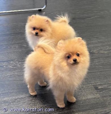 myydään POMERANIAN www.koiratori.com-ilmoitus Erittäin kaunis oranssi pomeranian uros pentu (3,5 kuukautta) etsii rakastavaa kotia. Vanhemmat puhdas pomeranian.  pentu on hyvin kiltti, iloinen ja leikkisä. Mikrosiru, rokotukset, eu-passi löytyy. Täysin rokotettu ja valmis muuttamaan suomeen.terveys on eläinlääkärin tarkastama.  pentu sijaitsee tallinnassa. 