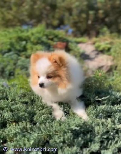 myydään pomeranian www.koiratori.com-ilmoitus Todella kiltti ja pienikokoinen pomeranian neiti (valko-kirjava) sekä harvinaisen värinen, puoliksi sinisilmäinen hurmaava merle värinen juniori poika vailla sitä loppuelämän parasta mahdollista kotiaan.juniori ikäisiä joten pentuvaihe jo ohi.rokotukset ja loishäädöt ajantasalla, merkitty eu passiin.eläinlääkärin tarkastamat 9.6.2025 ja poika 3/2025.rekisteröityjä, fci.lisätietoa ja kuvia sekä videoita sähköpostilla/whatsappilla.yhteydenotot aluksi mieluiten sähköpostilla touhutassun@outlook.com laitathan yhteydenottoon tietoa uudesta tulevasta kodista ja koirakokemuksestasi sekä mielellään puhelinnumerosi.