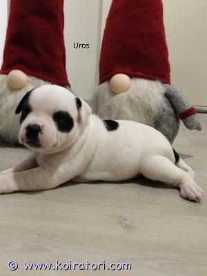 myydään staffi www.koiratori.com-ilmoitus Hei,3 aivan ihanaa staffi pentua etsii loppuelämän kotejasyntyneet 11.11.2025. Pentueessa 2 urosta ja 1 narttu. Kodit valitaan huolellisesti.pennut ovat olleet osa perheemme arkea ja kasvavat kodinomaisessa ympäristössä.pennut madotetaan luovutukseen asti suositusten mukaisesti.luovutetaan eläinlääkärin tarkastamina ja sirutettuina.luovutus 30.12.2025, pentujen ollessa 7 viikon ikäisiä.varausmaksu 150 €, joka vähennetään hinnasta. Varausmaksua ei palauteta mikäli ostaja peruu kaupan.ota rohkeasti yhteyttä ja kerro, millainen koti sinulla olisi tarjota.