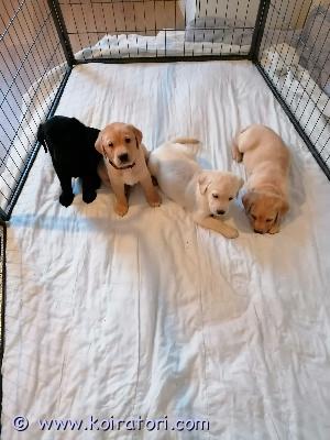 myydään labradorinnoutaja www.koiratori.com-ilmoitus Etsitään rakastavaa kotia suloisille pennuille. pennut ovat syntyneet suomessa 30.10.2025. pennut luovutetaan kahdeksan viikkoisina 26.12.2025 alkaen. pennut on madotettu kahden viikon välein.eläinlääkärin tarkistus ja sirustus tehty 28.11.2025. kaikki pennut olivat tosi reippaita eläinlääkärillä.ensimmäiset rokotukset tulee 12 viikon iässä jonka hoitaa uusi omistaja.varausmaksu 300e, joka vähennetään kauppahinnasta luovutushetkellä.jos kauppa peruuntu varaus maksua ei palautetalisätiedot saa whatsapissa. 0465999803