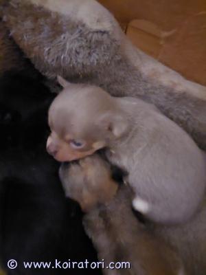 myydään chihuahua www.koiratori.com-ilmoitus Suloiset pikku chihut. 18.11 syntyneet. Luovutus alkaen 13.1.2026 ell tarkastamina ja sirutettuina sekä useasti madotettuina.