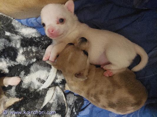 myydään chihuahua www.koiratori.com-ilmoitus Ihanat pikkuchihut valmiina uusiin koteihin alkaen 13.1 8-viikkoisina. Myydään useasti madotettuina, ell tarkastamina ja sirutettuina. Vapaana tyttö ja kaksi poikaa