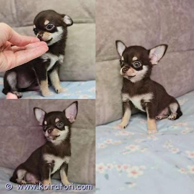 MYYDääN chihuahua www.koiratori.com-ilmoitus Lyhytkarvainen chihuahuan tyttöpentu etsii rakastavaa kotia.ikä 2,5 kk. Väri:suklaa.sosiaalinen,reipas ja ihmisrakas pikkuinen. On tottunut lapsiin ja sopisi hyvin rakastavaan kotiin lemmikiksi, kaveriksi ja kotikoiraksi.pentu luovutetaan asianmukaisesti rokotettuna, madotettuna ja sirutettuna. Mukaan tulee pentupaketti, ohjeita pennun hoidosta, rokotusohjeita ja sopimus pennun kaupasta. pikkuinen sopisi hyvin rakastavaan perheeseen lemmikiksi, kaveriksi ja kotikoiraksi.lisätietoja voi saada sähköpostitse /puhelimitse. ei osamaksulla, kiitos.