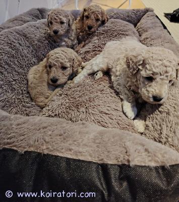 myydään villakoira www.koiratori.com-ilmoitus Varattavissa pieniä ihanuuksia 14.11.2025 syntyneestä kääpiö/keskikokoisen villakoiran pentueesta. Pentueessa on 2 urosta ja 2 narttua. Pennut kasvavat lapsiperheessä ja he tottuvat turkinhoitoon ja käsittelyyn meillä. Pennut luovutetaan uusiin koteihin 8 viikon ikäisinä 9.1.2026, sirutettuina, useasti madotettuina ja eläinlääkärin tarkistamina. Mukaansa pennut saavat pienet pentupaketit. Yhteyttä ottaessa, kerrothan millaiseen kotiin pentu mahdollisesti pääsisi.