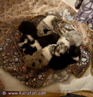 myydään pieniamerikanpaimenkoira www.koiratori.com-ilmoitus 28.11.25 syntyneet kuusi narttupentua alkavat etsiä omia kotejaan.Rotu on aktiivinen, oppivainen, mainio perhekoira. Se sopii ensimmäiseksi koiraksi, ja toisaalta sosiaalisena rotuna pärjää varmasti  mukana myös kokeneemmassa ja/tai isommassa koiraperheessä.1 black tricolor hännällinen, 2 black tricolor luonnontöpöhännillä, ja kolme blue merleä ruskein merkien.Pennut tullaan luovuttamaan asianmukaisesti madotettuna, rekisteröitynä, sirutettuna ja luonnollisesti eläinlääkärin tarkastamina noin 8 vk iässä ja siitä eteenpäin kattavan pentupaketin kanssa.Pentuihin, sekä emoon ja tietysti meihin ihmisiin pääsee tutustumaan hyvinkin joustavasti erityisesti nyt lomien aikaan, soita siis ja sovitaan treffit! Lisätietoja meistä ihmisistä sekä pentueen vanhemmista https://www.venajanbolonka.com.