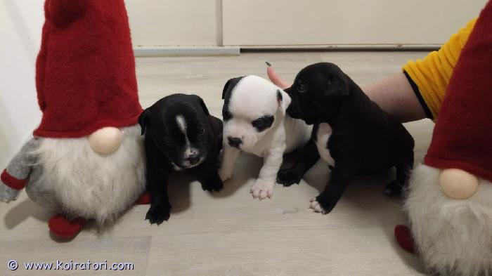 myydään staffi www.koiratori.com-ilmoitus Hei,3 aivan ihanaa staffi pentua etsii loppuelämän kotejasyntyneet 11.11.2025. Pentueessa 2 urosta ja 1 narttu. Kodit valitaan huolellisesti.pennut ovat olleet osa perheemme arkea ja kasvavat kodinomaisessa ympäristössä.pennut madotetaan luovutukseen asti suositusten mukaisesti.luovutetaan eläinlääkärin tarkastamina ja sirutettuina.luovutus 30.12.2025, pentujen ollessa 7 viikon ikäisiä.varausmaksu 150 €, joka vähennetään hinnasta. Varausmaksua ei palauteta mikäli ostaja peruu kaupan.valkoinen uros pentu on varattu, 2 pentua jäljellä.ota rohkeasti yhteyttä ja kerro, millainen koti sinulla olisi tarjota.