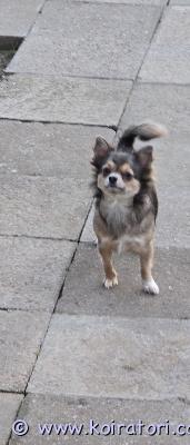 myydään chihuahua www.koiratori.com-ilmoitus Aikuinen chihuahua etsii uutta kotia. Koira asuu talossa kaupungin ulkopuolella, ja se voi asua myös muiden eläinten kanssa. Tämä on aikuinen koira, tyttö. Hänellä on pitkät hiukset. Vakiokoko. Hyvä luonne. Tulee hyvin toimeen lasten kanssa. Hänellä on mikrosiru, kaikki rokotukset ja eläinpassi. Minulla voi olla koiratuoda helsinkiin. Myyn koirani perhesyistä. Jos sinulla on kysyttävää, kirjoita tai soita minulle yksityisviestillä+37258587448