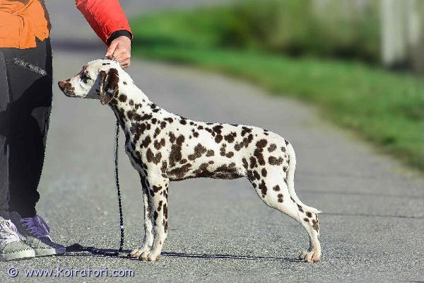 myydään dalmatialainen www.koiratori.com-ilmoitus Syntynyt 18. Toukokuuta, iris- nel costadi elysa northern light. äiti c.i.b ja isä ch. Dysplasia normaali, ed-0. Isälle tehtiin myös geneettiset testit - ok. Pentu on sosiaalistettu, tekee sotkua ulkona. Kävelle mukavasti hihnassa. Tottunut lapsille, hevosille ja muille koirille. Kaunis koira lemmike tai näitelyks. Isommalla ja vahvemmalla luustolla. hinta 1000€