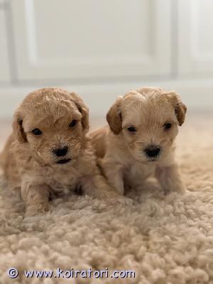 myydään maltipoo www.koiratori.com-ilmoitus Meillä on viisi kaunista maltipoo-pentua, jotka etsivät parhaillaan uusia kotejaan. Pennut syntyivät 29. Lokakuuta 2025 ja kasvavat turvallisessa kodissa kanssamme 24. Joulukuuta 2025 asti.emä: ella maltipoo 4kg-näkö-poltvilumpion sijoiltaanmenotarkastus 0/0-rauhallinen, rakastava ja sosiaalinenisä: matheo maltipoo 3kg-näkö-poltvilumpion sijoiltaanmenotarkastus 0/0-hyvä luonnemaltipoo tunnetaan hyvästä luonteestaan, sosiaalisesta ja pehmoisesta luonteestaan. Pentumme ovat tottuneet jokapäiväisiin ääniin ja saavat paljon halauksia ja huomiota.maltipoo on hypoallergeeninen eikä karvaa.haluamme pennuille löytää hyvät ja kestävät kodit ja etsimme vastuullisia omistajia, jotka voivat tarjota niille turvallisen ja rakastavan elämän.ota yhteyttä saadaksesi lisätietoja ja kuvia :)