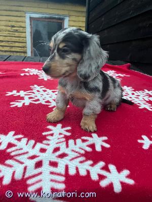 myydään kääpiömäyräkoira www.koiratori.com-ilmoitus Reipas kääpiö mäyräkoira merle tyttö syntynyt 25.110.2025.tyttö on sirutettu ja ell.tarkastama 18.12.2025ei kennelrekisteriin.suomessa syntynyt.luovutus 19.12.2025 alkaen.