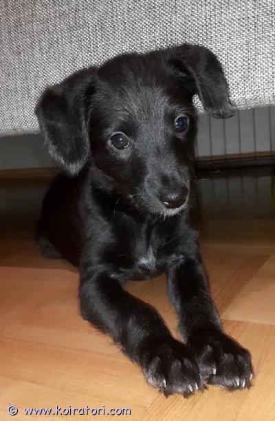 myydään whipoodle www.koiratori.com-ilmoitus Vielä kolme maan mainiota, hurmaavaa  urospentua etsii sitä omaa rakastavaa perhettä. Yhdelle heistä tulee selkeästi muita tuuheampi turkki ja parta. Nämä whippet 75%-villakoira 25% mixpennut ovat syntyneet 25.10. Ja ovat nyt luovutusikäisiä ( 8 vko:a )eläinlääkäri on tarkastanut ja siruttanut pennut 11.12. Ja pennut on rekisteröity ruviin 15.12.Pennut ovat kaikki terveitä ja luonteeltaan rohkeita, sosiaalisia, iloisia ja kontaktinhakuisia. Parhaita mahdollisia seurakoiran alkuja. Ne ovat helposti koulutettavia ja omaan perheeseen syvästi kiintyviä.Vanhemmat ovat kummatkin helppoja ja miellyttäviä koiria arjessa. Sopeutuvaisia, fiksuja ja miellyttämishaluisia. Sekä ihmis- , että koirasosiaalisia.Emä whippetIsä whippet × keskikokoinen villakoiraPennut sopivat yhtä hyvin lapsiperheisiin kuin eläkeläisen kaveveriksikin. vanhempien hillityt, ystävälliset, vaatimattomat ja tasapainoiset luonteet tekevät näistä monenlaisiin perheisiin ihanteellisia koiria.nämä eivät tule vaatimaan pitkiä lenkkejä, mutta vapaana juoksu aidatulla- tai muulla turvallisella alueella olisi hyvä mahdollistaa muutaman kerran viikossa. Hyviä leikkejä näille ovat esim. Frisbeen ja pallon heittely, sillä juoksemista nämä rakastavat.Vanhemmat ovat tutkitusti terveitä. ei allergioita tai luonnevikoja.Kummankin puolelta myös suku pitkälti tiedossa ja tervettä.Mikäli tällainen karvslapsi kiinnostelee, niin ota rohkeasti yhteyttä, kysele lisää ja tule tutustumaan.Vielä mahdollista saada pentu jouluksi kotiin. 