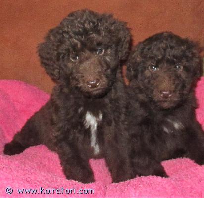 myydään Villakoiraapuoliksi www.koiratori.com-ilmoitus Pennuissa on puolet villakoiraa ja ovat miellyttämishaluisia ja kooltaan tulevat olemaan keskikokoisia.Pennut on useasti madotettuja ja luovutetaan sirutettuina.Kauniin värisiä ja rohkean luonteisia uros- ja narttupentuja.Suomalaiset terveet ja hyväluonteiset vanhemmat.Pennuista tulee ihania ja mukavia seurakoiria, sopivat myös harrastamiseen.Rokotuksen hoitaa uusi omistajaOta yhteyttä