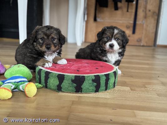 myydään sekarotuisia www.koiratori.com-ilmoitus Myynnissä ihanat ja terveet pennut hyvään kotiin. Pennut ovat korgin ja spanielin rotujen risteytyksiä. Ne ovat kasvaneet perheessä ja tottuneet ihmisiin sekä arjen ääniin. Pennut ovat leikkisiä, sosiaalisia ja hyvin hoidettuja.pennut luovutetaan:	•	eläinlääkärin tarkastamina	•	madotettuina		•	mikrosirutettuina luovutus 19.12.2025 alkaen. lisätietoja ja kuvia saa ottamalla yhteyttä ( whatsapp) 0449583756vain vastuullisiin ja pysyviin koteihin.