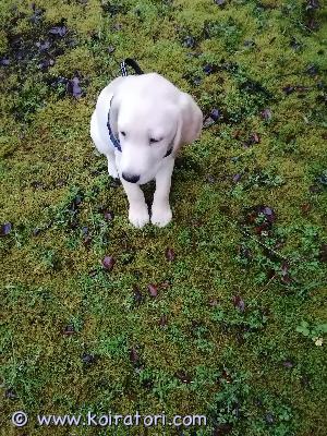 myydään labradorinnoutaja www.koiratori.com-ilmoitus Etsitään rakastavaa ja huolehtivaa kotia tälle pennulle, joka syntynyt suomessa 01.10.2025pentu luovutetaan 8 viikon ikäisenä 25.11.2025 eläinlääkärin tarkastamat ja terveeksi todetut. Pentu on sirutettu 29.10.25.varasumaksu 300€ joka vähennetään loppusummasta pentua hakiessa.mikäli ostaja peruu kaupat varausmaksun ei palauteta.asianmukaisesti madotettu.pentu rokotetaan 12 viikon iässä jonka uusi omistaja hoitaa. jos olet kiinnostunut tarjoamaan rakastavan kodin voisitko kertoa minkälainen koti sinulla olisi tarjolla tälle pennulle niin ota yhteyttä!syntymäaika: 01.10.2025 helena grönstrand