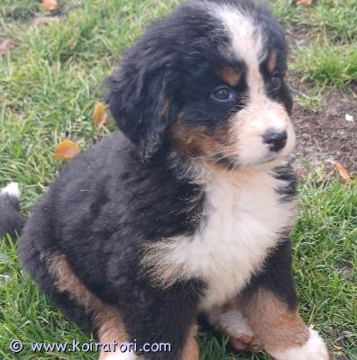 myydään bernipaimenkoira www.koiratori.com-ilmoitus Berninpaimenkoira, syntynyt 25.10.2025, rokotus, berninpaimenkoira, syntynyt 25.10.2025, rokotus, loistorjunta, siru, eu:n eläinlääkärin passi, rotutodistus, luovutusvalmis. Kuljetus helsinkiintuholaistorjunta, siru, eu:n eläinlääkärin passi, rotutodistus, luovutusvalmis. Kuljetus helsinkiin