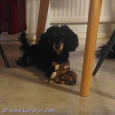 myydään villakoira www.koiratori.com-ilmoitus Etsitään siotuskotia kääpiö villakoiralle narttu. Luonne on sosiaalinen ja todella ihmisläheinen ja kiltti nyt hän on 7 kuukautta vanha ja on rokotettu ja sirutettu myös lääkärin tarkistama soita jos olet kiinnostunut sijoituksesta pentu sijaitsee turussa 