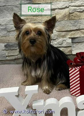 myydään Yorkshirenterrieri  www.koiratori.com-ilmoitus Hurmaavat, 5kk ikäiset, yorkkipennut etsivät kivoja koteja. Luovutus heti. Vapaana urospentu ronny ja nartut rose sekä robina. Iloiset ja ihmisläheiset pennut. Pennut on madotettu useasti, rokotettu, sirutettu, eläinlääkäritarkastettu x 2 ja rekisteröity. Pennut ovat syntyneet tavallisen lapsiperheen arkeen ja kasvavat tottuen kaikenlaiseen, myös toisiin koiriin ja kissaan. Mikäli etsit iloista ja touhukasta yorkkipentua niin ota yhteyttä numerosi kera, kun kaikinpuolin koiranhankinta on varma päätös ja taloutesi on kunnossa. Ei osamaksumahdollisuutta, ei sijoitukseen.