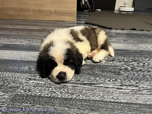 MYYDääN bernhardin koira www.koiratori.com-ilmoitus Berninpaimenkoira, syntynyt 04.11.2025, rokotus, loistorjunta, siru, eu:n eläinlääkärin passi, rotutodistus, luovutusvalmis. Kuljetus helsinkii, fci passi