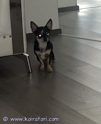 myydään chihuahua www.koiratori.com-ilmoitus Pienen kokoinen poika 2.3 kg etsii uutta loppuelämän kotia, muuttuneen elämäntilanteen takia.hän on sisä siisti ja hyväkäytöksinen. Ulkoillaan n 5 krt päivässä ei leikattu.merkkailee jos taloudessa käy tyttö koiria, mutta ei muuten.antaa leikata hienosti kynnet ja pestä.toivotaan hyvään kotiin, jossa ei ihan pieniä lapsia mutta rakastaa kouluikäisiä lapsia.kerrothan sähköpostiin esittelyn itsestäsi ja minkälainen koti olisi tarjota, niin otan yhteyttä.koira asustaa helsingissä