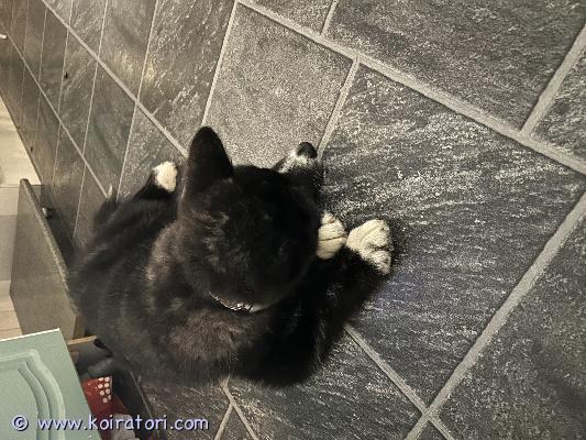 myydään akita www.koiratori.com-ilmoitus Uutta kotia etsii musta brindle naoto go kuroma.naoto(rigel) on tsékissä 12.08.2025 kennel kuroma.ssa.rekisteröity tsékin fci ja ?mku.hun (rekisteritodustukset eivät ole vielä saapuneet suomeen, tammikuussa pitäisi tulla.)pentu on rokotettu (voimassa vuoden), mikrosirutettu ja eläinlääkäri on tarkastanut ja todennut terveeksi.isä: fukudaitoryo go ken’ichi ai, ?mku/ai/4182/21akiho 22-731emä: tora shinsetsu go di casa saporito, ?mku/ai/5422/25/23akiho 23-185rigel osaa perus asioita ja on sisäsiisti.myyjä elisa tanskanen0451403697