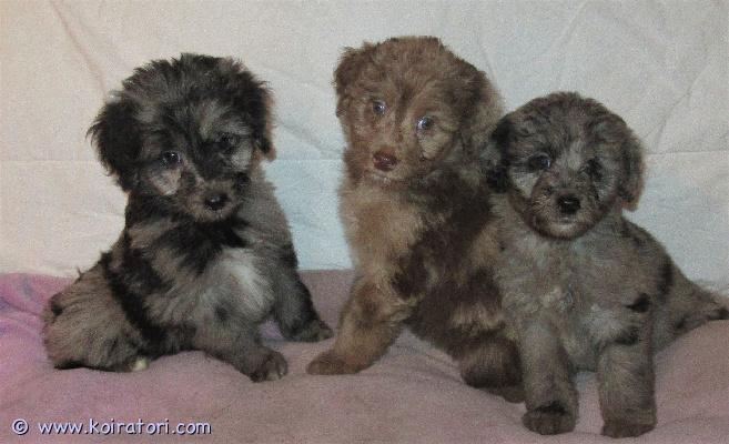 myydään Australianpaimenkoiraa www.koiratori.com-ilmoitus Pennuissa on puolet Australianpaimenkoiraa ja ovat sopivan aktiivisia luonteeltaan, eivät liian vilkkaita.Pennuissa on vain kahta rotua.Kooltaan tulevat olemaan kevyempiä kuin aussi.Pennuista tulee riistavietittömiä, miellyttämishaluisia ja tasapainoisia kuten vanhemmat ovat.Vanhemmat ovat myös koirasosiaalisia ja terveitä.Pennut sopivat harrastamiseen ja kotikoiraksi.Ovat luovutusiässä kolmesti madotettuja, sirutettuja ja tarkistettuja.Rokottamisen hoitaa uusi koti.Suomessa syntyneitä Suomalaisista koirista.Kerrothan millainen koti pentua odottaisi.