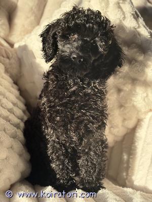 myydään minilabradoodle www.koiratori.com-ilmoitus Luovutusikäiset narttu ja uros vielä varattavissa. Aikuiskoko max 10kg. Väri musta. vanhemmat terveitä, terveystarkastettuja koiria. pennut elävät sisätiloissa, ovat matkustaneet autossa ja tottuneet muihin koiriin. tutustu sivuihin