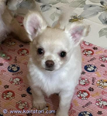 MYYDääN chihuahua www.koiratori.com-ilmoitus Myyn kaunista pitkäkarvaista naaraschihuahua-pentua..syntynyt 21.11.2025. Rekisteröity viron kennelliitossa. Pennulla on kaikki tarvittavat asiakirjat - lemmikkipassi, rotutodistus. Pennun vanhemmat ovat viron ja ukrainan valioita. Jos olet kiinnostunut, ole valmis esittelemään itsesi ja perheesi, sillä haluan valita parhaan kodin ja sopivimman perheen.kirjoita sähköpostitse.