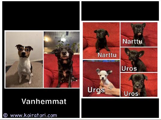 myydään sekarotuinen www.koiratori.com-ilmoitus Ihanat ja energiset suomessa 11.12.2025 syntyneet pienet pennut koteja vailla. Pentujen emä patterdalenterriere/mittelspitz 6kg ja isä brasilianterrieri 12kg. Pennut tottuneet toisiin koiriin, kissaan, pieniin lapsiin sekä kodin eri ääniin. Pennut madotettu 2 viikon välein, sirutettu ja eläinlääkärin tarkastamat, tästä todistus mukaan.rokotukset pennulle 12 viikon ikäisenä huolehtii uusi omistaja. pennut luovutusikäisiä 5.2.2026 alkaen. Pentujen vanhemmat nähtävissä. Kerrothan hieman itsestäsi sekä millaiseen kotiin pentu olisi tulossa.ei osamaksu.