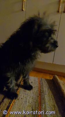 myydään labradoodle www.koiratori.com-ilmoitus Minttu s.27.10 2023hammaskivi poistettu syys-lokakuussa 2025rauhallinen,  tulee toimeen lasten kanssa. Alkuun voi haukkua vieraita ihmisiä ainoaksi koiraksi tai isomman koiran kaveriksi. Painaa 12kg/säkä korkeus alle 40myyjä: jani härmäyhteydenotot email 