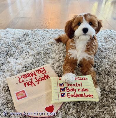 myydään golden-doodle www.koiratori.com-ilmoitus Minikokoinen urospentu adoptoitavaksi. Lähetä sähköpostia, jos olet kiinnostunut saadaksesi lisätietoja. Pentu on terve ja rekisteröity. Rokotukset ovat kunnossa. Madotettu. Mukana kaikki paperit ja passi.