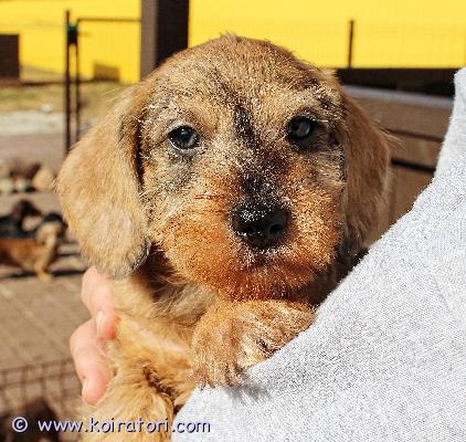 myydään karkeakarvainenkääpiömäykky www.koiratori.com-ilmoitus Karkeakarvainen kääpiö mäykky, poika, synt.10.02.26, rokotteet, eu passi ja export-sukutaulu, etsii huolehtivaa ja rakastavaa kotia. Meidan kotisivuilta www.taksik.com,puh.003725538914 ( engl. ).hinta: